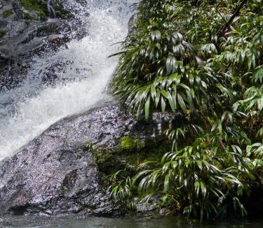 Cocorna Other | Refugio Rio Santo