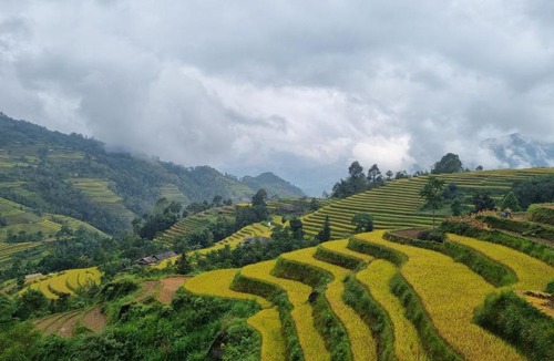Ta Su Choong Cabin | Riz d'Or Ermitage - Hoang Su Phi