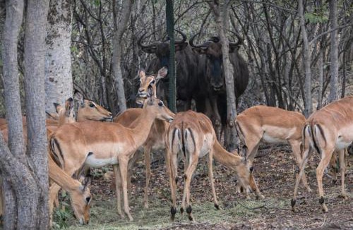 Madibeng Apartment | Romantic Private Bush Chalet at Game Farm Retreat near Hartbeespoort