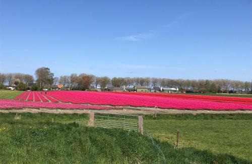Schoorldam Resort | Rosa's zonnige huisje bij duinen bos en strand