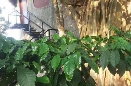 Kaimane House | Rustic Charm Wayanad - The Stump (Treetop Suite)