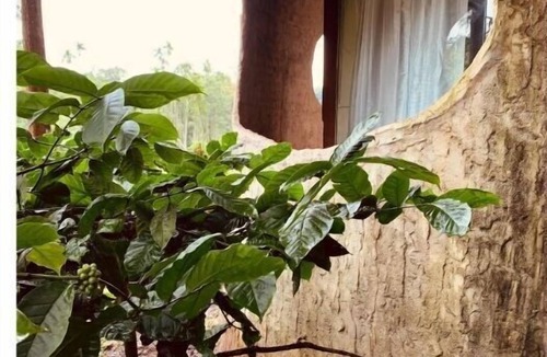 Kaimane House | Rustic Charm Wayanad - The Stump (Treetop Suite)