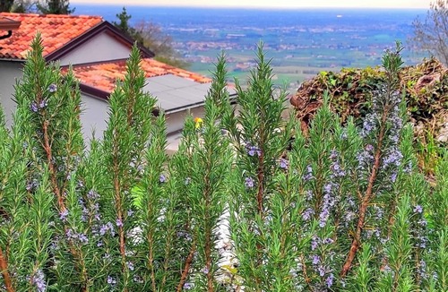 Sarmede House | Rustic forest house on the hill between fig trees