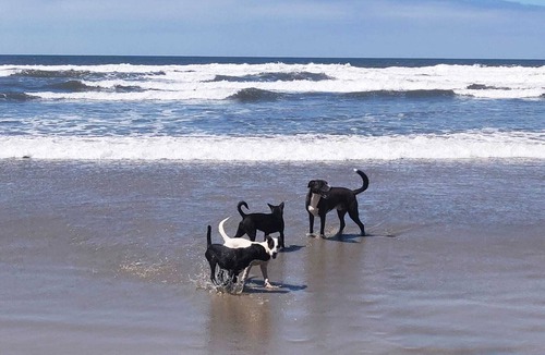 San Quintin House | Rustic off-grid retreat for animal lovers and adventure seekers!