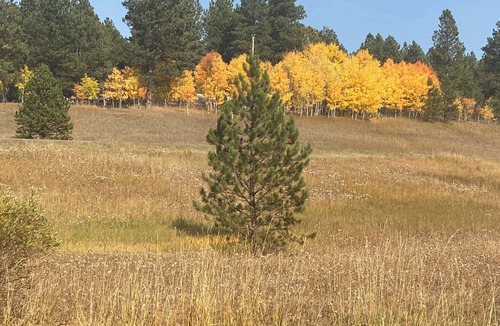 Weston County Cabin | Rustic Small Cabin in the Black Hills of Wy. Snowmobile right out the drive!