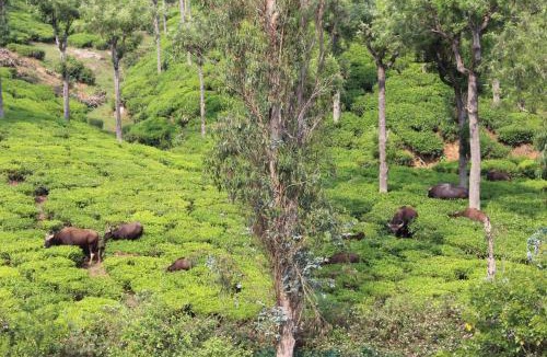 Coonoor Resort | Rustling River Resort