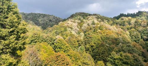 Almora Apartment | Sakshi Hill Cottage