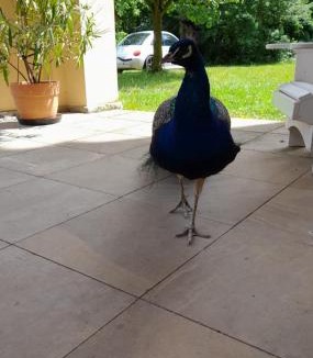 Bobitz Apartment | Schloss Tressow