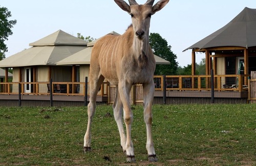 Town of Sullivan RV Rental | Scimitar Oryx Luxury Tent 7