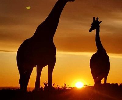 Loerieheuwel Apartment | Simbonga Game Reserve & Sanctuary