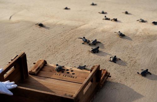 Con Son Resort | Six Senses Con Dao - Turtle Island Paradise
