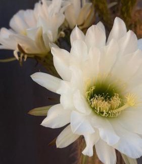 Calitzdorp Bed & Breakfast | Soeterus Guest Farm