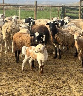 Calitzdorp Bed & Breakfast | Soeterus Guest Farm