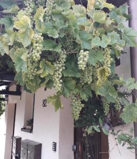 Hinterhermsdorf Apartment | Sommerfrische