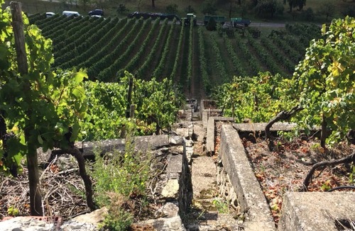 Kirchheim am Neckar Apartment | Spacious vacation apartment with vineyard view and terrace
