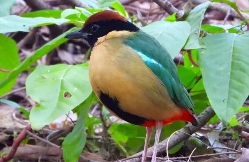 Springbrook Cabin | Springbrook Lyrebird Retreat