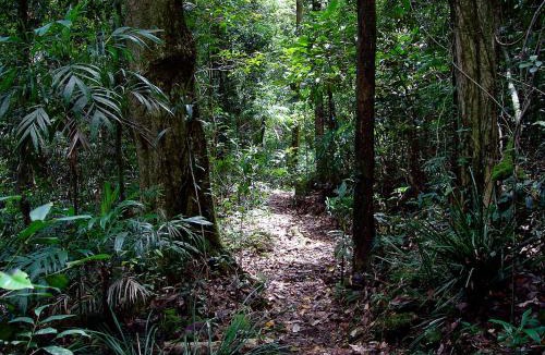 Springbrook Cabin | Springbrook Lyrebird Retreat
