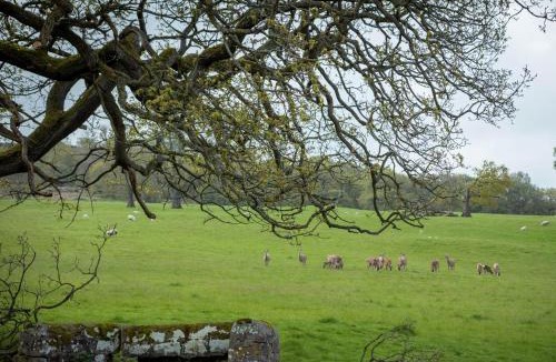 Baslow House | Stag Shepherds Hut Chatsworth Estate