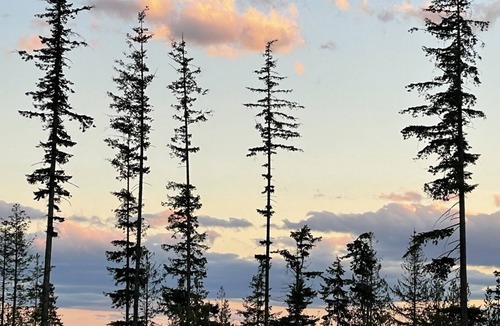 Roberts Creek Cabin | Stargazer & hikers paradise tiny house getaway on Big Sky Tiny Ranch