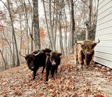 Canton House | Stunning Pet-Friendly Treehouse for Relaxing Glamping Retreats in North Carolina