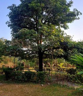 Damak Resort | Sudarshan Resort