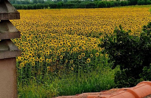 Cascina House | Sunflowers abode Your rustic home in the center of all Tuscan destinations!