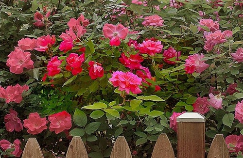 Wheaton House | Sweet, Suite Garden Retreat