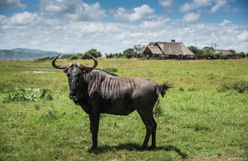 Eston Cabin | Tala Private Game Reserve