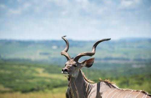 Eston Cabin | Tala Private Game Reserve