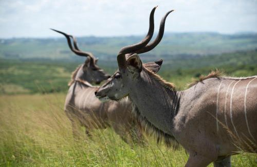 Eston Cabin | Tala Private Game Reserve
