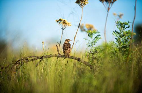 Eston Cabin | Tala Private Game Reserve