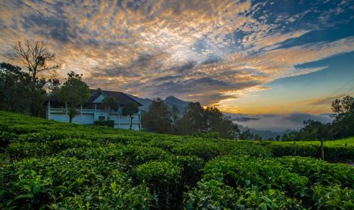 Chithirapuram Resort | Tea Harvester