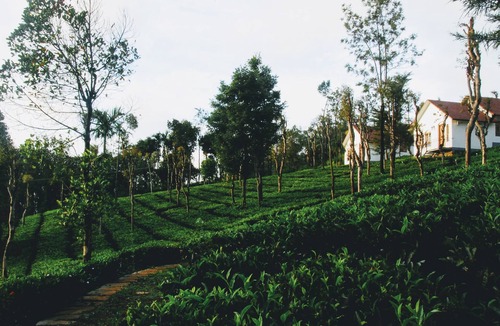 Vayittiri Resort | Tea Terrace Vythiri Resort