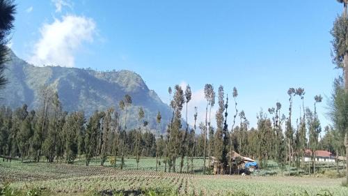 Ngadisari House | Tengger Indah Seruni Bromo