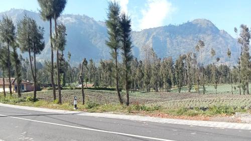 Ngadisari House | Tengger Indah Seruni Bromo