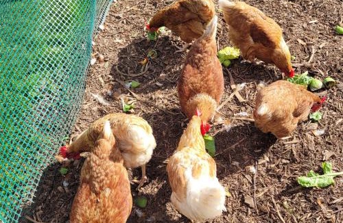 Kinloch House | The Coop