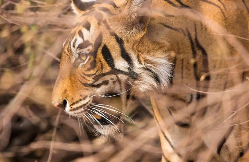 Sawai Madhopur Resort | The Oberoi Vanyavilas Wildlife Resort, Ranthambhore