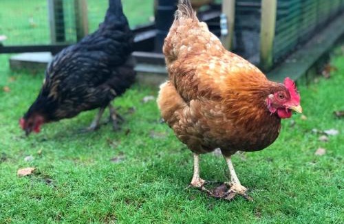 North Perrott Bed & Breakfast | The Old Rectory Somerset