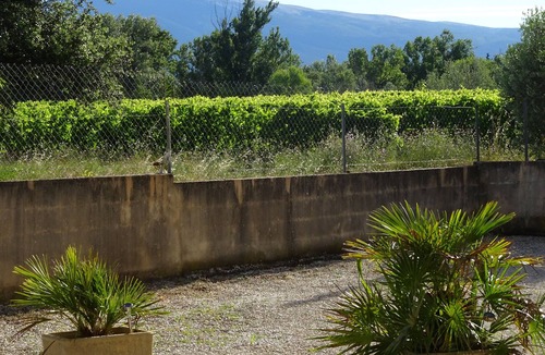 Carpentras House | ' the olive branch ' Gite in Provence, near Mt Ventoux
