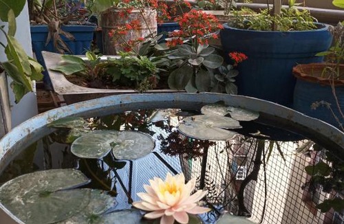 Jaipur Bed & Breakfast | The Penthouse
