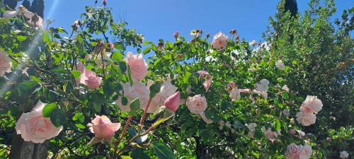 Zona XLV Castel di Guido Apartment | The Rainbow House