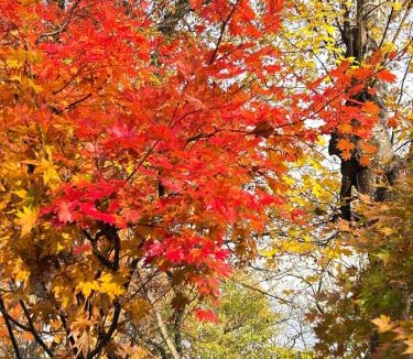 Myoko Apartment | Thistle Lodge