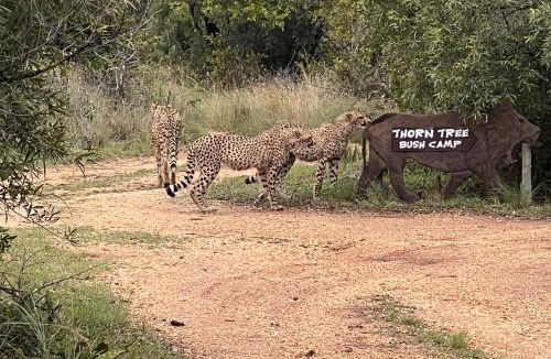 Hammanskraal Other | Thorn Tree Bush Camp