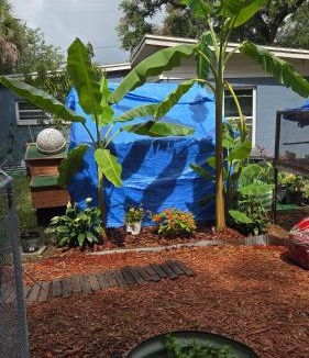 Southwest Orlando House | Tiny home barn style in backyard with Animals