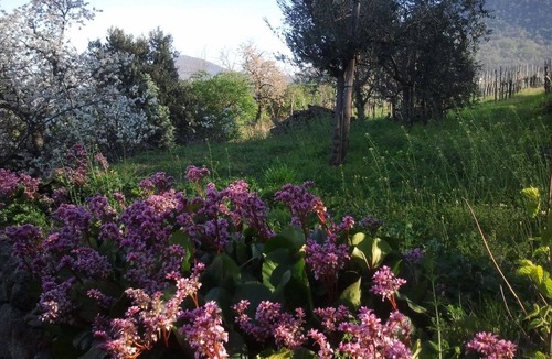 Cornoleda Apartment | To Venice by train and the autumn colors of the Euganean Hills
