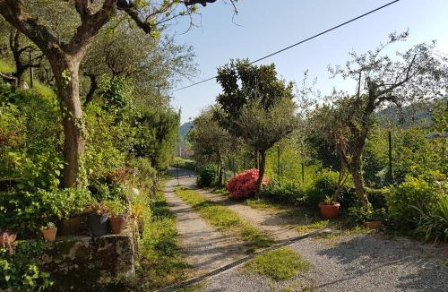 Lucca Apartment | Tra gli olivi