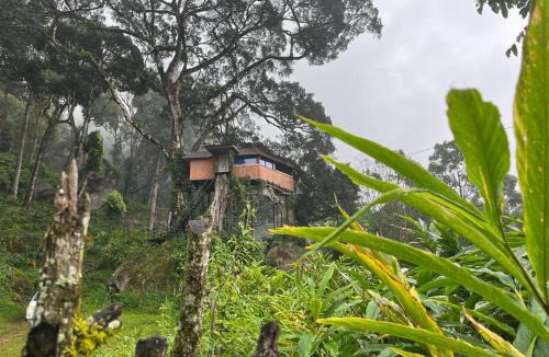 Devikolam Other | Tree House Munnar