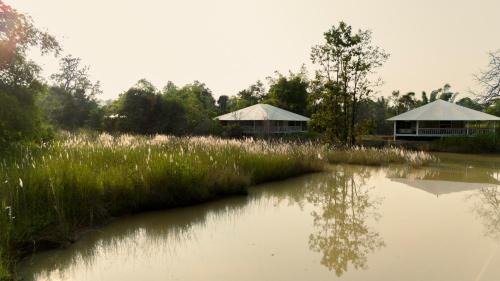 Umaria Other | Tree of Life Ramvilas, Bandhavgarh