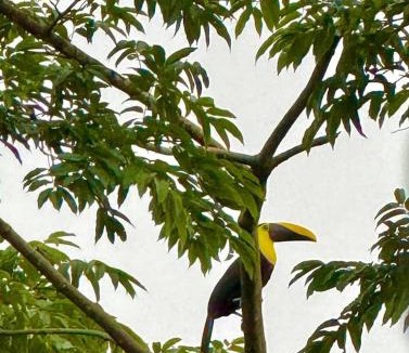 La Tigra Apartment | Tropical View Lodge