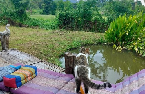 Pai Resort | Tulip Resort Pai